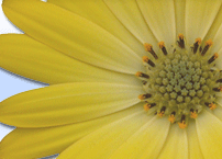 Osteospermum Sunadora� Hotspots Acapulco