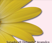 Osteospermum Sunadora� Hotspots Acapulco