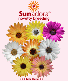 click to visit the Sunadora� website