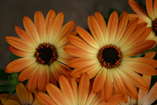 Osteospermum Sunadora� Hotspots Marbella