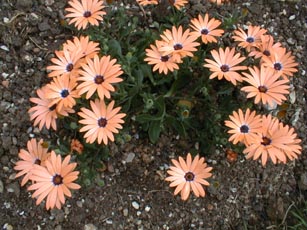 Dimorphotheca hybrid Orange Symphony