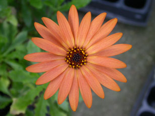 Osteospermum Orania Terracotta