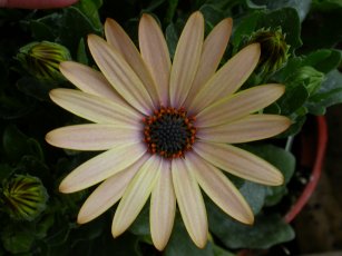 Osteospermum Serena