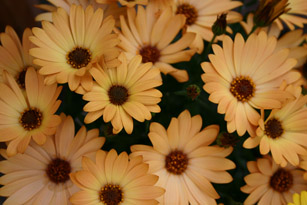 Osteospermum Sunadora Valencia