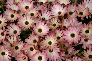 Osteospermum Sunadora Palermo