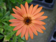 Orania Terracotta