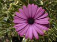 Lusaka variegated