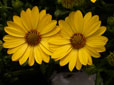 Flower Power yellow