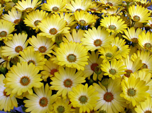 Osteospermum Sunadora Acapulco