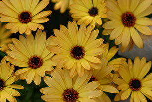 Osteospermum Sunadora Florida